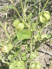 Physalis nicandroides, photograph author not stated, no rights reserved