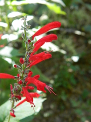 Salvia cinnabarina