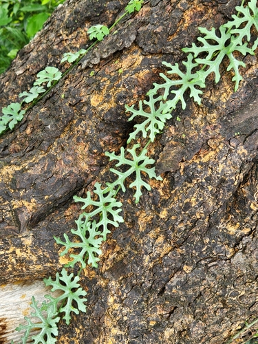 Coccinia grandis iNat (1)