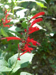 Salvia cinnabarina