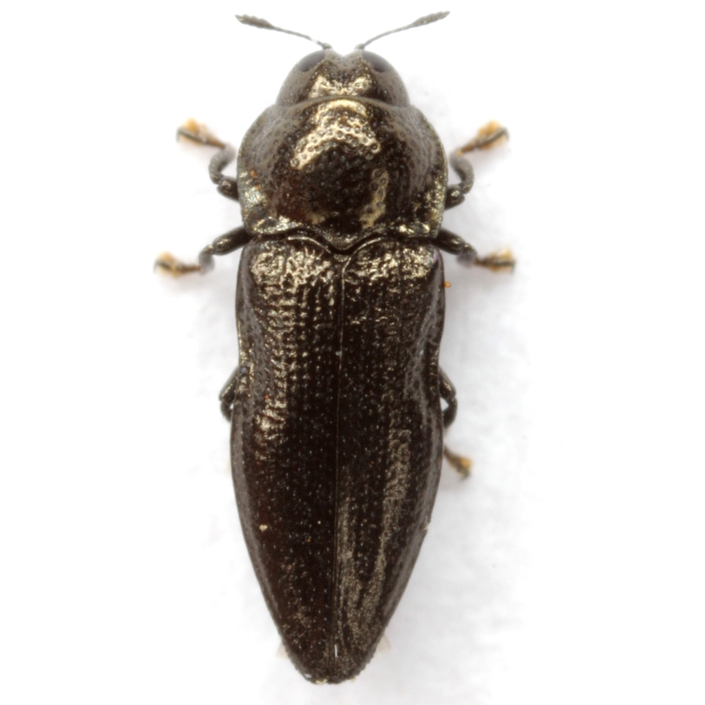 Aphanisticus cochinchinae