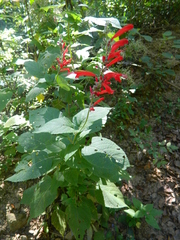 Salvia cinnabarina