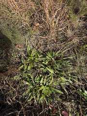 Helianthus longifolius, photograph (c) sblumen, some rights reserved (CC BY)