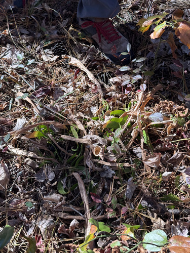 Green pitcherplant