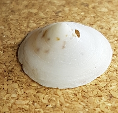 Calyptraea chinensis