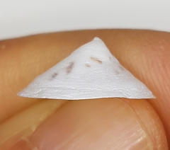 Calyptraea chinensis