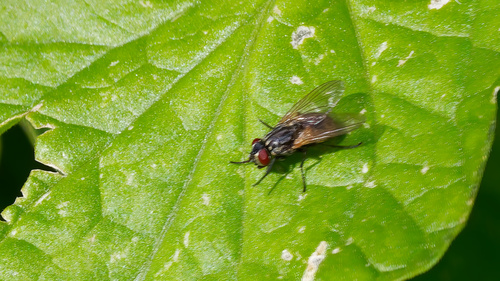 Unknown species found near South Jordan, UT, USA