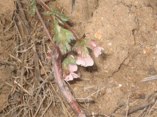 Ornithopus sativus iNat (3)