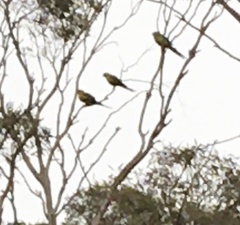 Polytelis anthopeplus