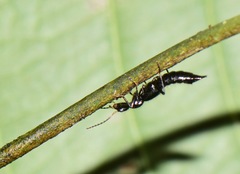 Paederus ornaticornis