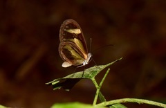 Pteronymia aletta lilla