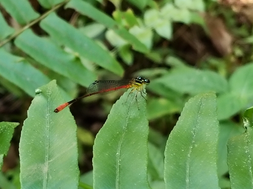 Red-tipped Shadefly