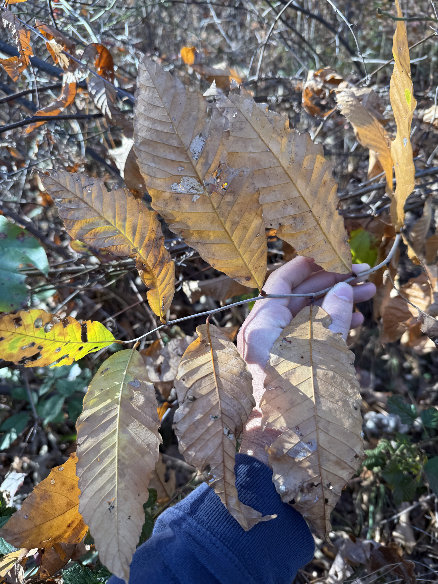 Alabama Chinquapin (Castanea alabamensis)