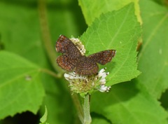 Riodinini