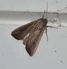 Leucania subpunctata