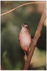 Malacocincla abbotti