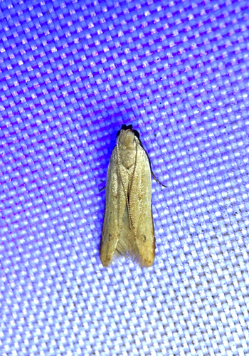 Soybean Webworm Moth photo 5