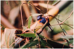 Cyornis whitei