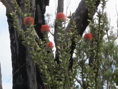 Banksia coccinea