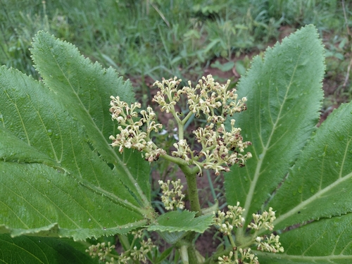Cyphostemma viscosum
