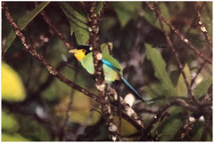 Psarisomus dalhousiae