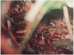 Polyplectron malacense