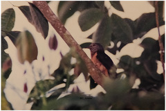 Cacomantis variolosus