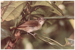 Malacopteron magnirostre