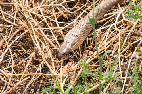 Strap-Snouted Brown Snake sighting