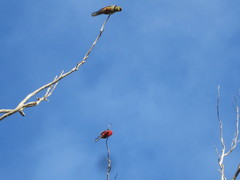 Platycercus icterotis