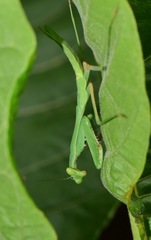 Stagmomantis theophila