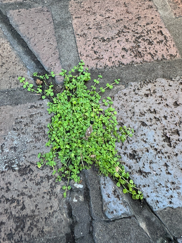 Oldenlandiopsis callitrichoides observed 2025-11-14