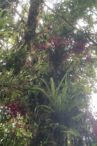 Medinilla waterhousei observed 2025-11-15