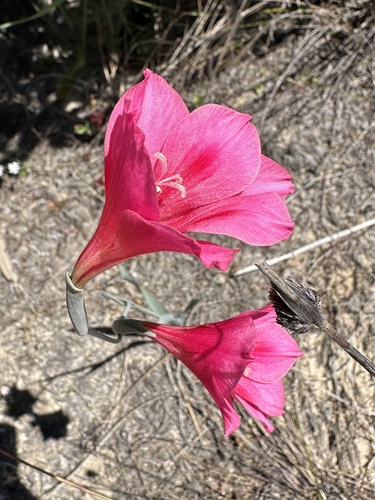 Pink Afrikaner (Gladiolus caryophyllaceus)