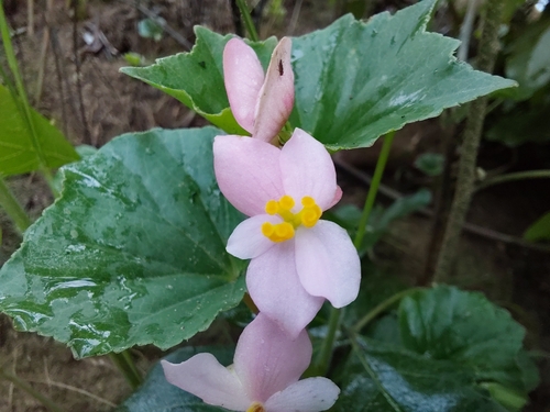 Begonia princeae