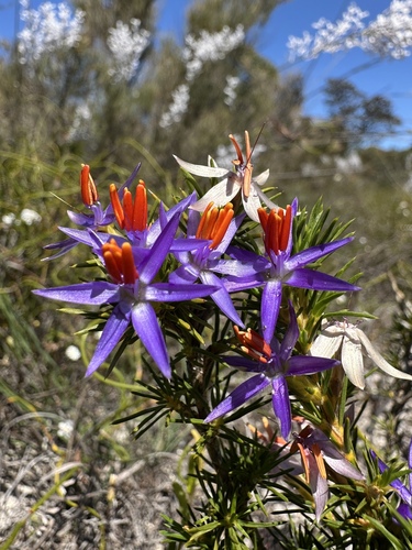 blue tinsel lily (Calectasia narragara)