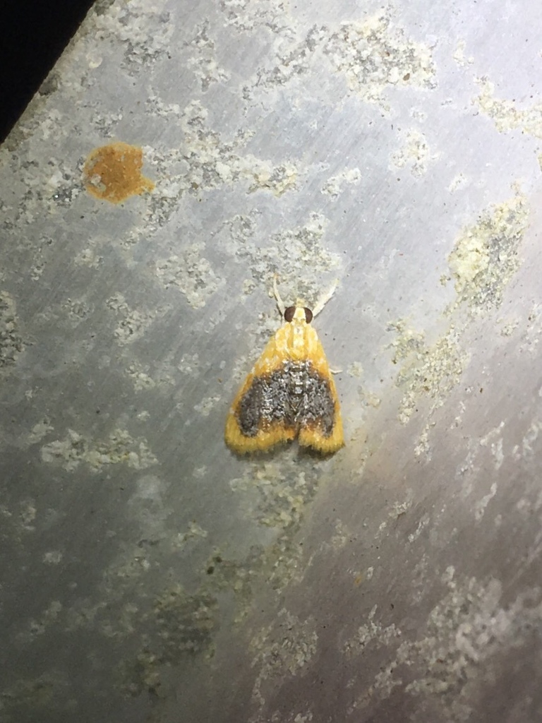 Black-patched Glaphyria Moth