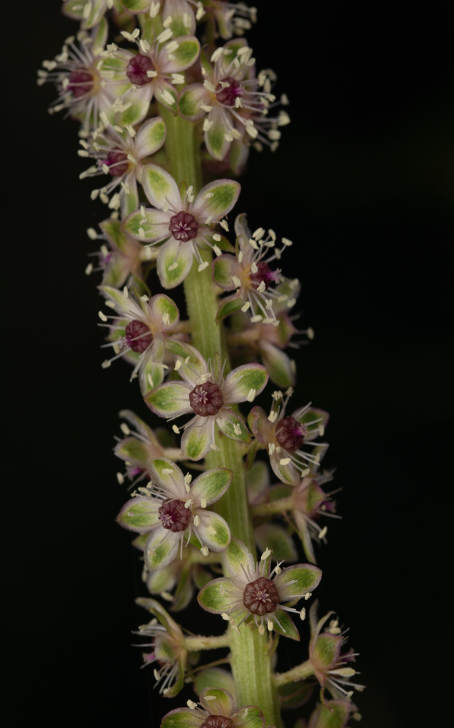 Chilean Pokeweed