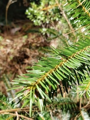 Abies hickelii