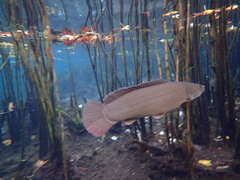 Bowfin photo 4
