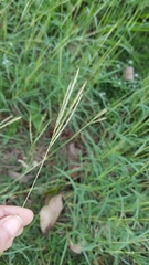 Poaceae
