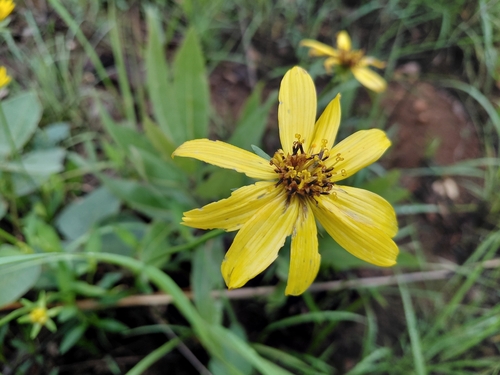 Bidens moorei