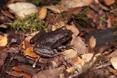 Eupsophus roseus