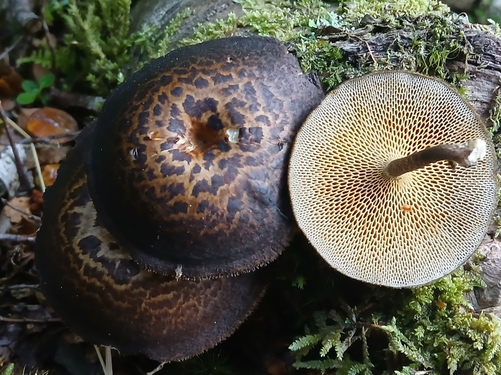 Lentinus arcularius · November 2025 · photo: © claire_grace83 (iNaturalist, cc-by)