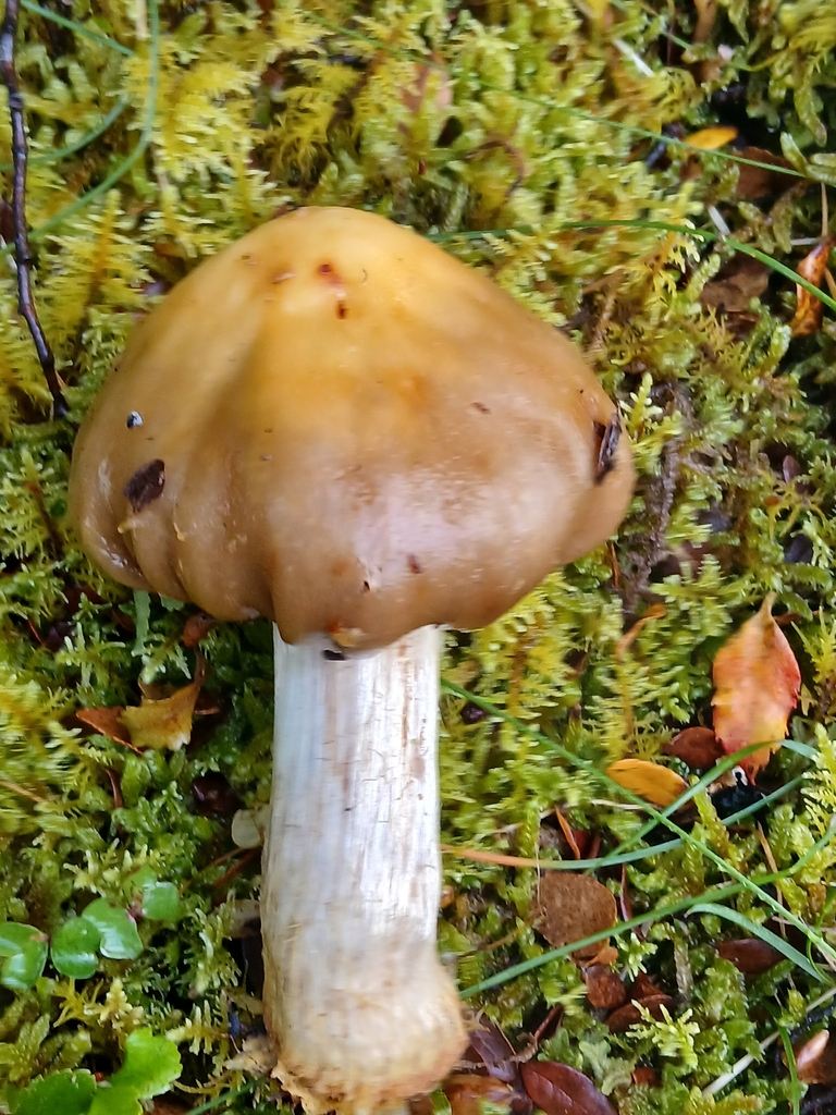 Cortinarius epiphaeus · November 2025 · photo: © claire_grace83 (iNaturalist, cc-by)