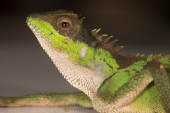 Acanthosaura lepidogaster