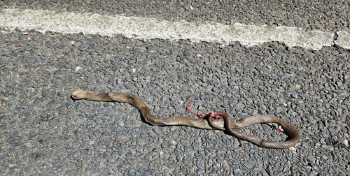 Eastern Brown Snake sighting