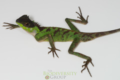 Acanthosaura lepidogaster