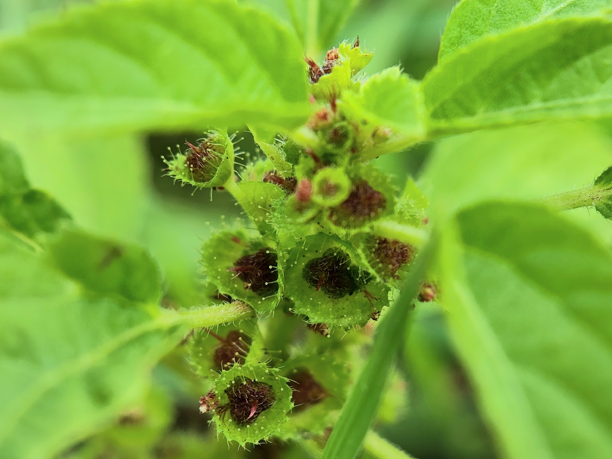 Acalypha malabarica