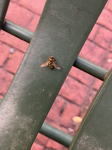 Unknown species found near US-51, Stoughton, WI, US